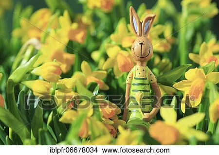 Picture - Easter bunny in the middle of yellow daffodils, Switzerland, Europe. Fotosearch