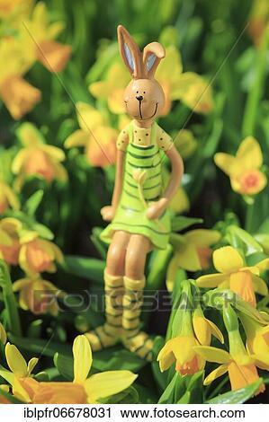 Easter bunny in the middle of yellow daffodils, Switzerland, Europe View Large Photo Image Stock Image - Easter bunny in the middle of yellow daffodils, Switzerland, Europe. Fotosearch