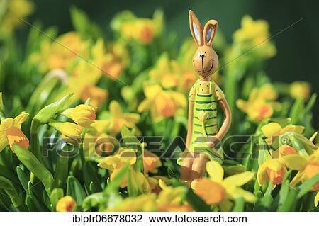 Easter bunny in the middle of yellow daffodils, Switzerland, Europe View Large Photo Image Stock Image - Easter bunny in the middle of yellow daffodils, Switzerland, Europe. Fotosearch
