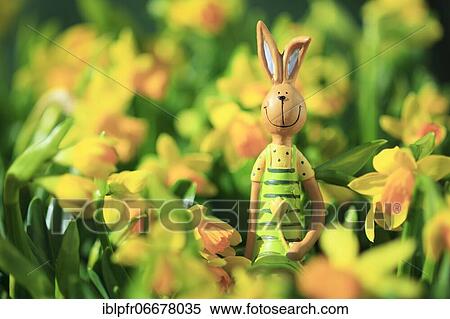 Stock Photography - Easter bunny in the middle of yellow daffodils, Switzerland, Europe. Fotosearch