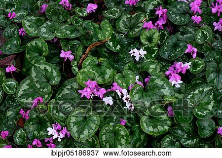 Stock Photo - Eastern cyclamen ( Cyclamen coum) ssp. caucasicum. Fotosearch