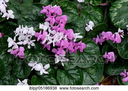 Eastern cyclamen ( Cyclamen coum) ssp. caucasicum View Large Photo Image Stock Photo - Eastern cyclamen ( Cyclamen coum) ssp. caucasicum. Fotosearch
