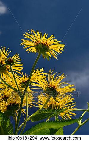 Picture - Elecampane ( Inula helenium). Fotosearch