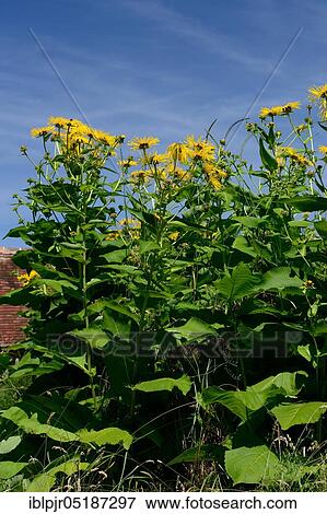 Stock Photo - Elecampane ( Inula helenium). Fotosearch