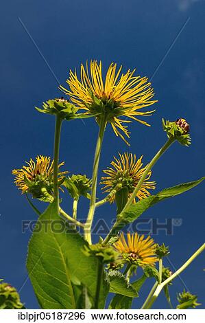 Stock Photograph - Elecampane ( Inula helenium). Fotosearch