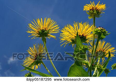 Stock Photography - Elecampane ( Inula helenium). Fotosearch