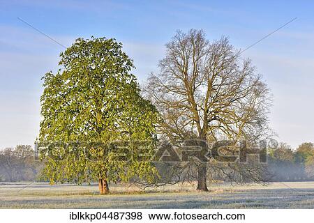 Stock Photo - English oak (Quercus robur) and European horse-chestnut (Aesculus hippocastanum) at Middle Elbe Biosphere Reserve, Dessau, Saxony-Anhalt, Germany, Europe. Fotosearch