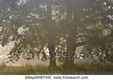 Stock Image - English oak (Quercus robur), early morning light, meadow landscape, Middle Elbe Biosphere Reserve, Saxony-Anhalt, Germany, Europe. Fotosearch