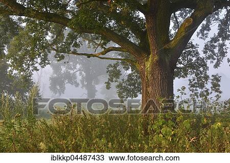 Stock Image - English oak (Quercus robur), meadow landscape, Middle Elbe Biosphere Reserve, Saxony-Anhalt, Germany, Europe. Fotosearch