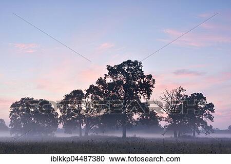 English oak (Quercus robur), morning mist, morning light, Middle Elbe Biosphere Reserve, Saxony-Anhalt, Germany, Europe View Large Photo Image Stock Image - English oak (Quercus robur), morning mist, morning light, Middle Elbe Biosphere Reserve, Saxony-Anhalt, Germany, Europe. Fotosearch