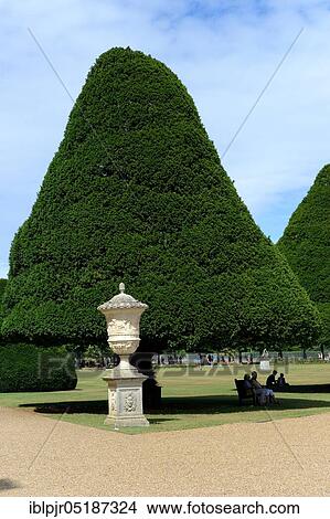 English yewn (Hampton Court Palace) (Taxus baccata) in topiary, topiary, nallee, England, Great Britain View Large Photo Image Picture - English yewn (Hampton Court Palace) (Taxus baccata) in topiary, topiary, nallee, England, Great Britain. Fotosearch
