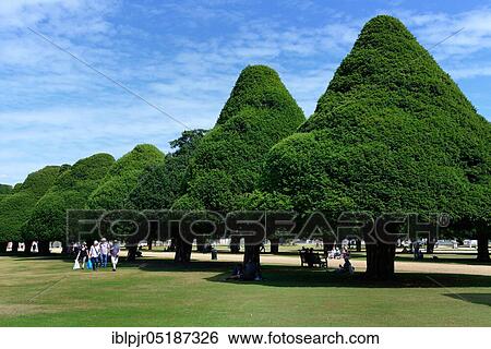 English yewn (Hampton Court Palace) (Taxus baccata) in topiary, topiary, nallee, England, Great Britain View Large Photo Image Stock Photograph - English yewn (Hampton Court Palace) (Taxus baccata) in topiary, topiary, nallee, England, Great Britain. Fotosearch