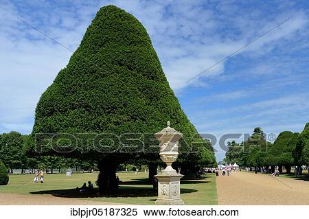 English yewn (Hampton Court Palace) (Taxus baccata) in topiary, topiary, nallee, England, Great Britain View Large Photo Image Stock Photography - English yewn (Hampton Court Palace) (Taxus baccata) in topiary, topiary, nallee, England, Great Britain. Fotosearch