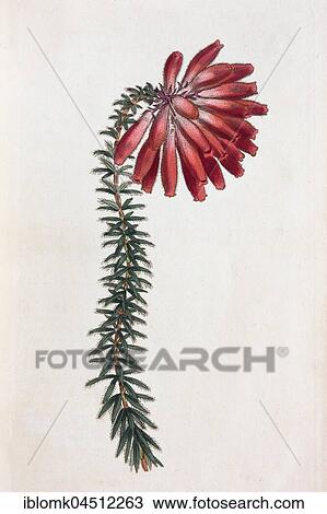 Erica cerinthoides (Erica cerinthoides), hand-colored copper engraving by Sansom from William Curtis Botanical Magazine, London, 1793 View Large Photo Image Stock Image - Erica cerinthoides (Erica cerinthoides), hand-colored copper engraving by Sansom from William Curtis Botanical Magazine, London, 1793. Fotosearch