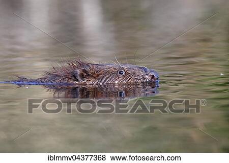 Eurasian beaver (Castor fiber) swimming, portrait, Naturpark Flusslandschaft Peenetal, Mecklenburg-Western Pomerania, Germany, Europe View Large Photo Image Stock Photo - Eurasian beaver (Castor fiber) swimming, portrait, Naturpark Flusslandschaft Peenetal, Mecklenburg-Western Pomerania, Germany, Europe. Fotosearch