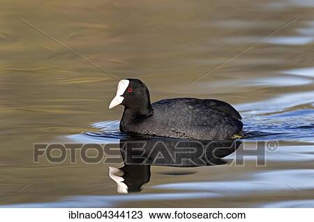 Stock Image - Eurasian Coot (Fulica atra) swimming in water, Hamburg, Germany, Europe. Fotosearch