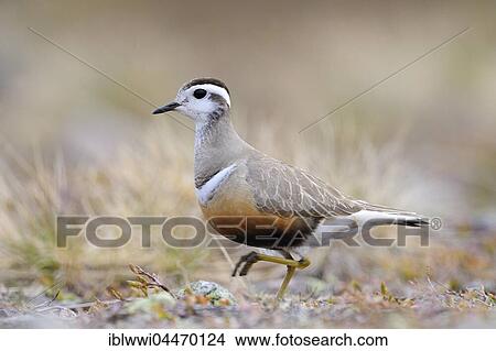 Picture - Eurasian dotterel (Eudromias morinellus) walking, Varanger, Norway, Europe. Fotosearch