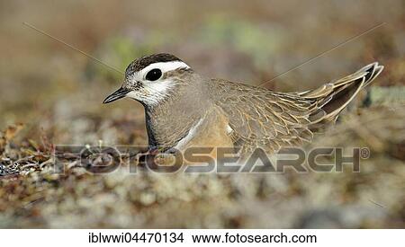 Picture - Eurasian dotterel (Eudromias morinellus), male in nest, breeding, Varanger, Norway, Europe. Fotosearch