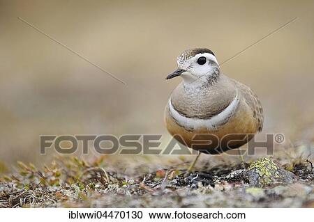 Eurasian dotterel (Eudromias morinellus), Varanger, Norway, Europe View Large Photo Image Stock Image - Eurasian dotterel (Eudromias morinellus), Varanger, Norway, Europe. Fotosearch