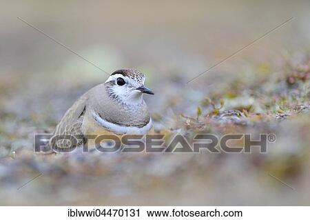 Stock Image - Eurasian dotterel (Eudromias morinellus), male in nest, breeding, Varanger, Norway, Europe. Fotosearch