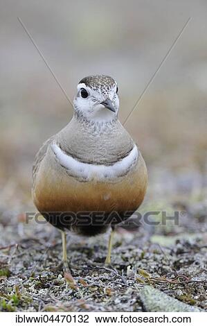 Stock Image - Eurasian dotterel (Eudromias morinellus), male, Varanger, Norway, Europe. Fotosearch