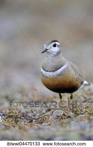 Eurasian dotterel (Eudromias morinellus), male, Varanger, Norway, Europe View Large Photo Image Stock Image - Eurasian dotterel (Eudromias morinellus), male, Varanger, Norway, Europe. Fotosearch