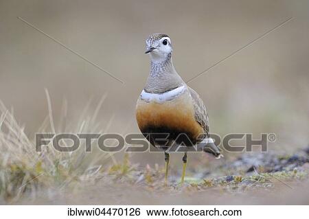 Stock Photograph - Eurasian dotterel (Eudromias morinellus), Varanger, Norway, Europe. Fotosearch