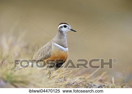 Eurasian dotterel (Eudromias morinellus), Varanger, Norway, Europe View Large Photo Image Stock Photography - Eurasian dotterel (Eudromias morinellus), Varanger, Norway, Europe. Fotosearch