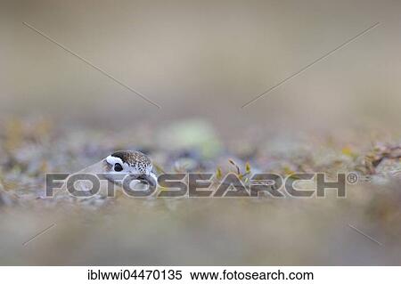 Stock Photography - Eurasian dotterel (Eudromias morinellus), male in nest, breeding, Varanger, Norway, Europe. Fotosearch