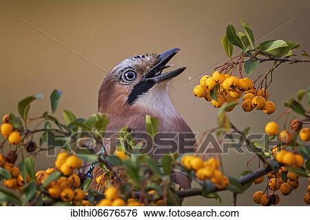 Stock Photograph - Eurasian jay (Garrulus glandarius) eating fruits of firethorn, Middle Elbe Biosphere Reserve, Saxony-Anhalt, Germany, Europe. Fotosearch