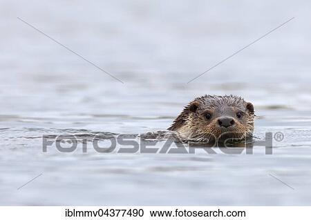 Stock Image - Eurasian otter (Lutra lutra) swimming, portrait, Naturpark Flusslandschaft Peenetal, Mecklenburg-Western Pomerania, Germany, Europe. Fotosearch