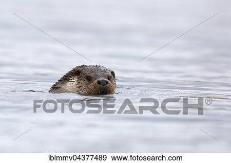 Eurasian otter (Lutra lutra) swimming, portrait, Naturpark Flusslandschaft Peenetal, Mecklenburg-Western Pomerania, Germany, Europe View Large Photo Image Stock Photo - Eurasian otter (Lutra lutra) swimming, portrait, Naturpark Flusslandschaft Peenetal, Mecklenburg-Western Pomerania, Germany, Europe. Fotosearch