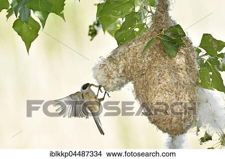 Eurasian penduline tit (Remiz pendulinus) approaching nest with food, Kötzschau, Saxony-Anhalt, Germany, Europe View Large Photo Image Picture - Eurasian penduline tit (Remiz pendulinus) approaching nest with food, Kötzschau, Saxony-Anhalt, Germany, Europe. Fotosearch