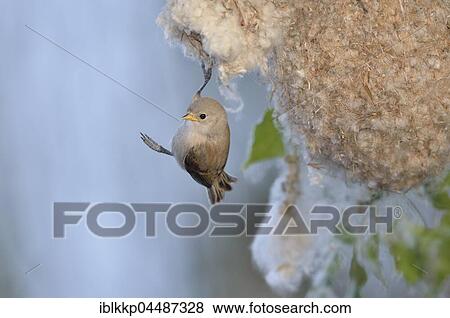 Eurasian penduline tit (Remiz pendulinus), juvenile hanging on the nest entrance after fledging, Kötzschau, Saxony-Anhalt, Germany, Europe View Large Photo Image Stock Photo - Eurasian penduline tit (Remiz pendulinus), juvenile hanging on the nest entrance after fledging, Kötzschau, Saxony-Anhalt, Germany, Europe. Fotosearch