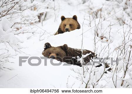European brown bears in the snow, Bayrischer Wald National Park, Germany, Europe View Large Photo Image Stock Photograph - European brown bears in the snow, Bayrischer Wald National Park, Germany, Europe. Fotosearch