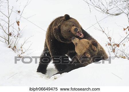 European brown bears in the snow, Bavarian Forest National Park, Germany, Europe View Large Photo Image Stock Photography - European brown bears in the snow, Bavarian Forest National Park, Germany, Europe. Fotosearch
