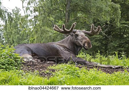 European elk (Alces alces) lies on the ground, Sweden, Europe View Large Photo Image Stock Photo - European elk (Alces alces) lies on the ground, Sweden, Europe. Fotosearch