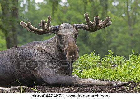 European elk (Alces alces) lying on the ground, Sweden, Europe View Large Photo Image Stock Image - European elk (Alces alces) lying on the ground, Sweden, Europe. Fotosearch