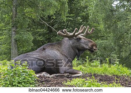 European elk (Alces alces) lying on the ground, Sweden, Europe View Large Photo Image Stock Photograph - European elk (Alces alces) lying on the ground, Sweden, Europe. Fotosearch