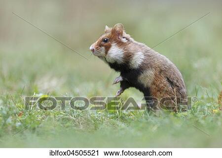 European hamster (Cricetus cricetus) standing in meadow, Austria, Europe View Large Photo Image Stock Image - European hamster (Cricetus cricetus) standing in meadow, Austria, Europe. Fotosearch