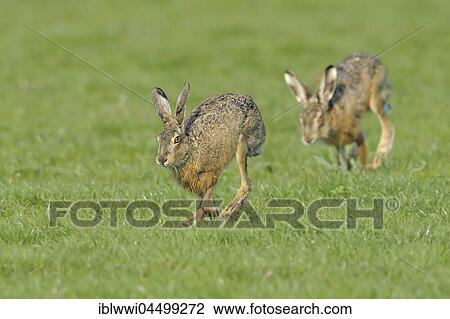 European hare (Lepus europaeus), doe and buck, Texel Island, The Netherlands, Europe View Large Photo Image Stock Image - European hare (Lepus europaeus), doe and buck, Texel Island, The Netherlands, Europe. Fotosearch