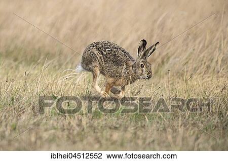 Stock Image - European hare (Lepus europaeus) running, Seewinkel, Burgenland, Austria, Europe. Fotosearch