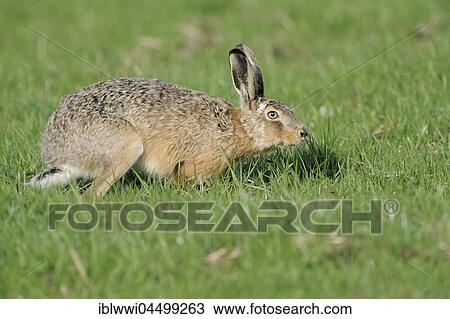 European hare (Lepus europaeus), Texel Island, The Netherlands, Europe View Large Photo Image Stock Image - European hare (Lepus europaeus), Texel Island, The Netherlands, Europe. Fotosearch