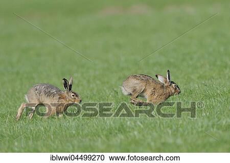 European hares (Lepus europaeus), persecution, Texel Island, The Netherlands, Europe View Large Photo Image Stock Image - European hares (Lepus europaeus), persecution, Texel Island, The Netherlands, Europe. Fotosearch