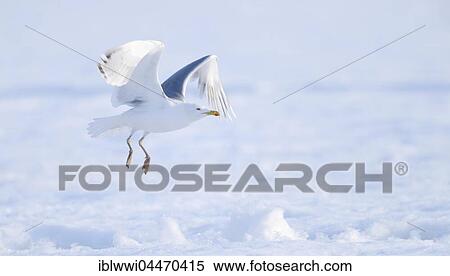 European herring gull (Larus argentatus) taking flight from snow, northern Finland, Finland, Europe View Large Photo Image Stock Photography - European herring gull (Larus argentatus) taking flight from snow, northern Finland, Finland, Europe. Fotosearch