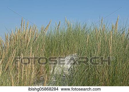 European Marram Grass (Ammophila arenaria), Baltic resort Wustrow, Mecklenburg-Vorpommern, Germany, Europe View Large Photo Image Picture - European Marram Grass (Ammophila arenaria), Baltic resort Wustrow, Mecklenburg-Vorpommern, Germany, Europe. Fotosearch