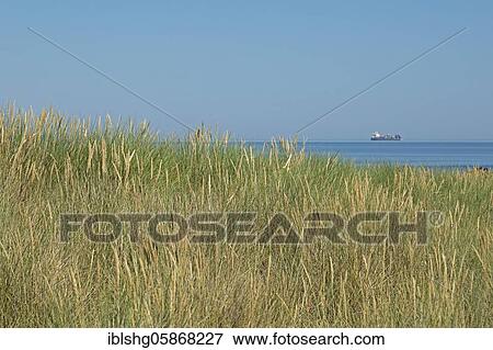European Marram Grass (Ammophila arenaria), dunes, Baltic resort Wustrow, Mecklenburg-Vorpommern, Germany, Europe View Large Photo Image Stock Photo - European Marram Grass (Ammophila arenaria), dunes, Baltic resort Wustrow, Mecklenburg-Vorpommern, Germany, Europe. Fotosearch