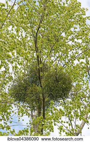 European mistletoe, common mistletoe or mistletoe (Viscum album album) on black poplar (Populus nigra), Allerpark, Wolfsburg, Lower Saxony View Large Photo Image Stock Image - European mistletoe, common mistletoe or mistletoe (Viscum album album) on black poplar (Populus nigra), Allerpark, Wolfsburg, Lower Saxony. Fotosearch