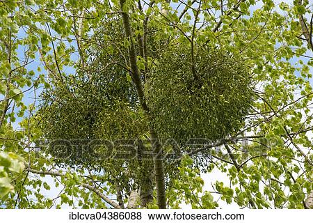 European mistletoe, common mistletoe or mistletoe (Viscum album album) on black poplar (Populus nigra), Allerpark, Wolfsburg, Lower Saxony View Large Photo Image Stock Photo - European mistletoe, common mistletoe or mistletoe (Viscum album album) on black poplar (Populus nigra), Allerpark, Wolfsburg, Lower Saxony. Fotosearch