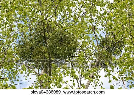 European mistletoe, common mistletoe or mistletoe (Viscum album album) on black poplar (Populus nigra), Allerpark, Wolfsburg, Lower Saxony View Large Photo Image Stock Photo - European mistletoe, common mistletoe or mistletoe (Viscum album album) on black poplar (Populus nigra), Allerpark, Wolfsburg, Lower Saxony. Fotosearch